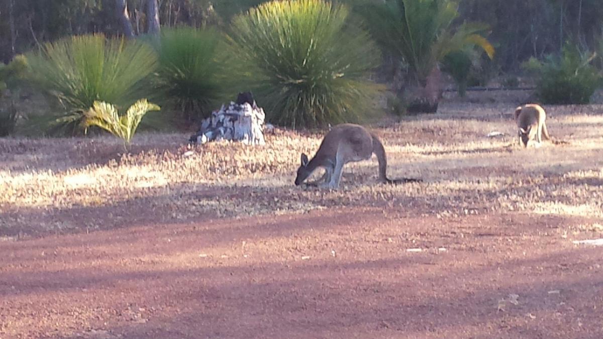 Echidna Springs Horticulture