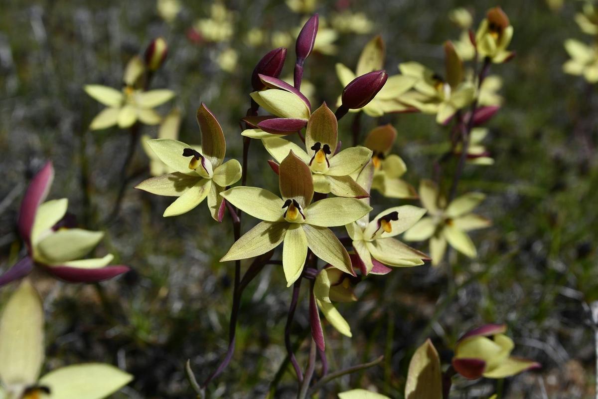 Lemon Scented Sun Orchids