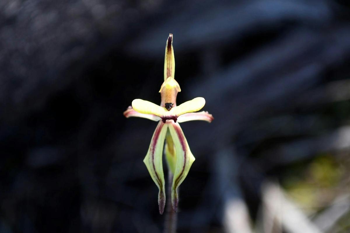 Ant orchid