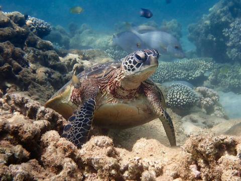 Turtle Tour - Half Day Sea Kayak and Snorkel Tour