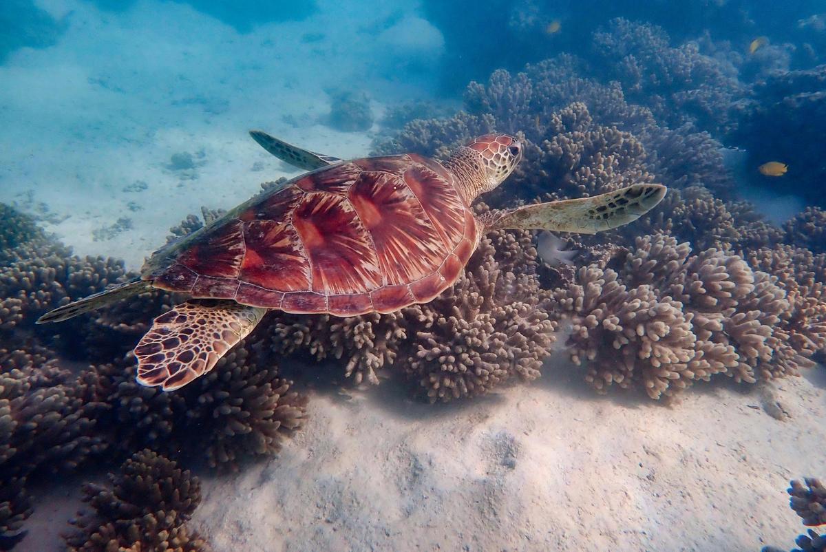Ningaloo In A Day