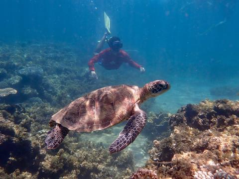 Turtle Tour - Half Day Sea Kayak and Snorkel Tour