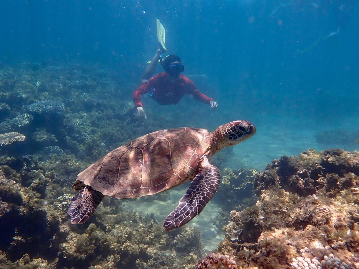 Turtle Tour - Half Day Sea Kayak and Snorkel Tour
