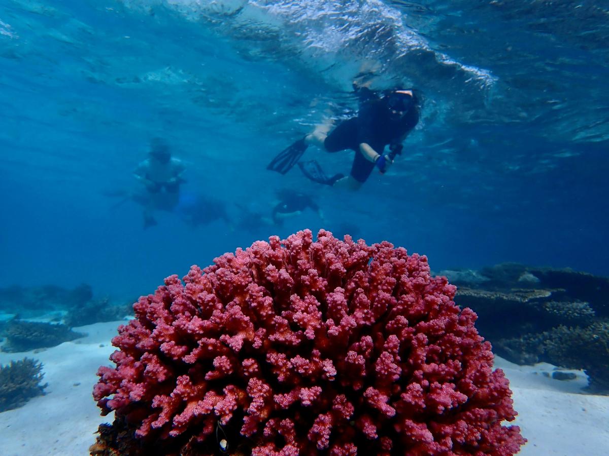 Coral By Kayak