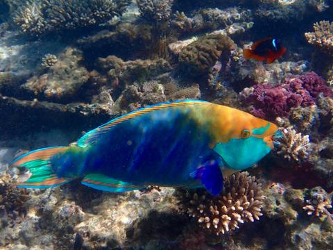 Ningaloo Reef Snorkel Adventure