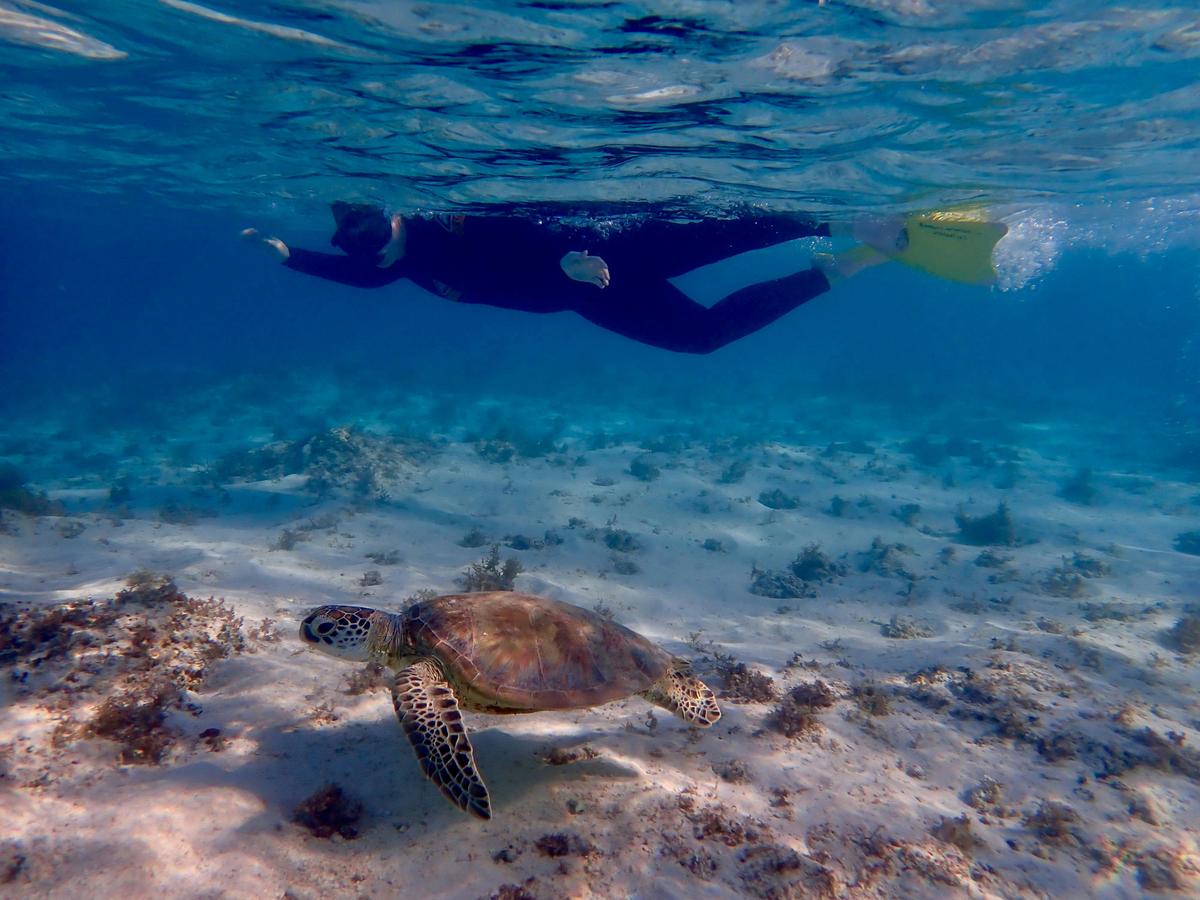 Ningaloo Reef Snorkel Adventure