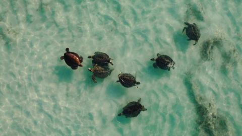 Summer Sunset Turtle Watching Tour