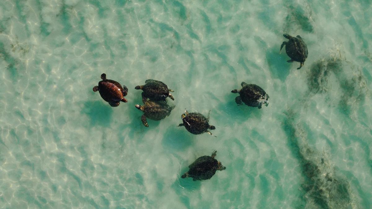 Summer Sunset Turtle Watching Tour