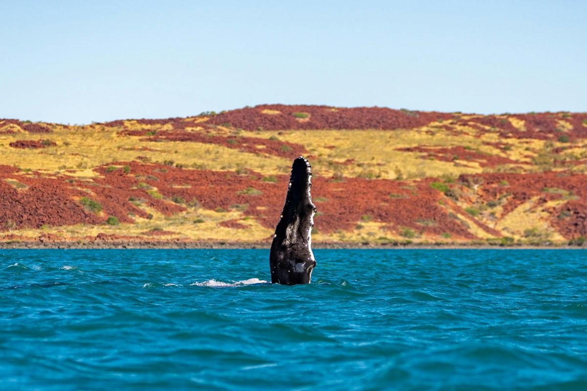 Dampier Archipelago and Murujuga - 6-Day Sea Kayaking Expedition