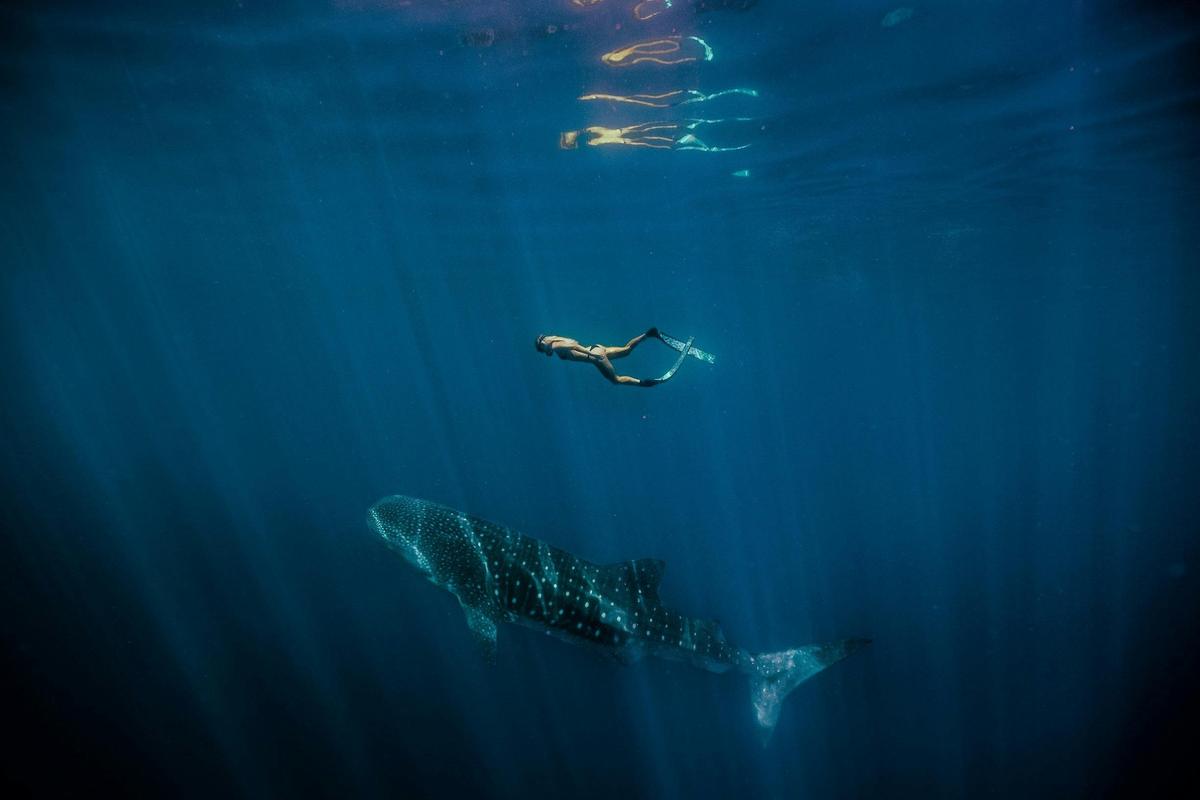 Swimming Whale Shark (Rhincodon typus)