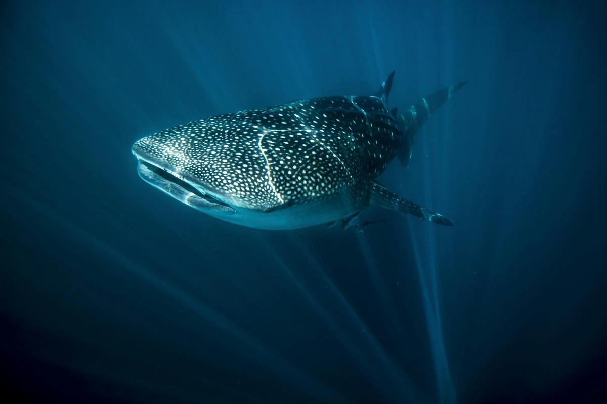 Swimming Whale Shark (Rhincodon typus)