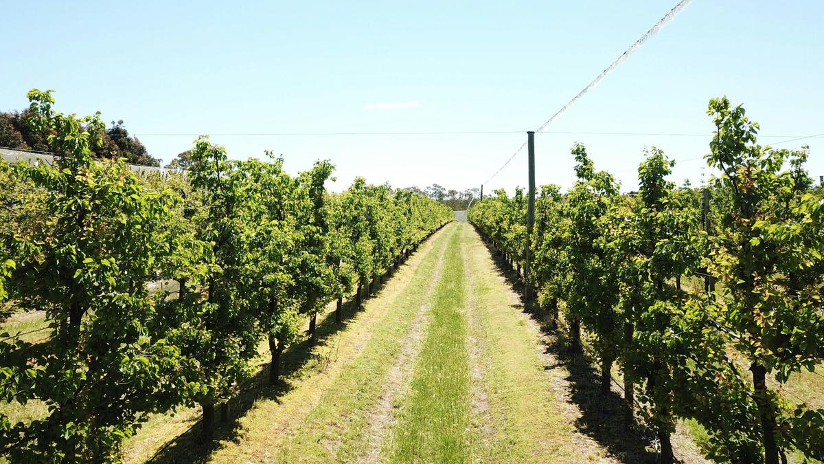Gloria Dieu Apricot Farm and Cellar