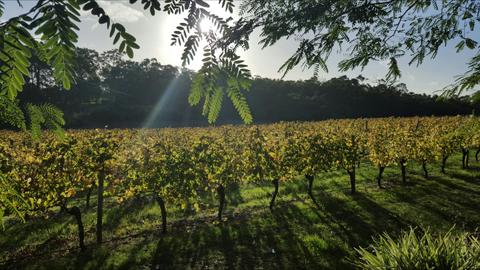 Grape Escape South West Tours