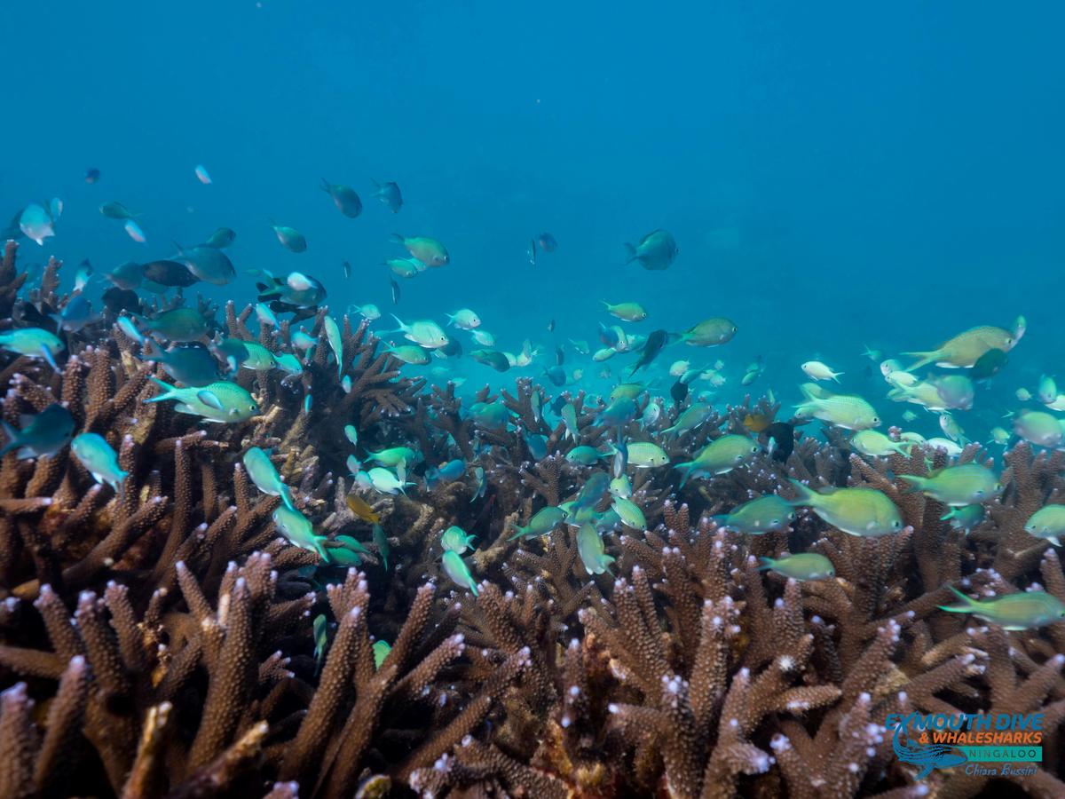 Scuba Diving Tours