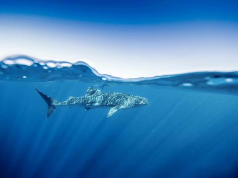 Deluxe Whale Shark Swim Tours