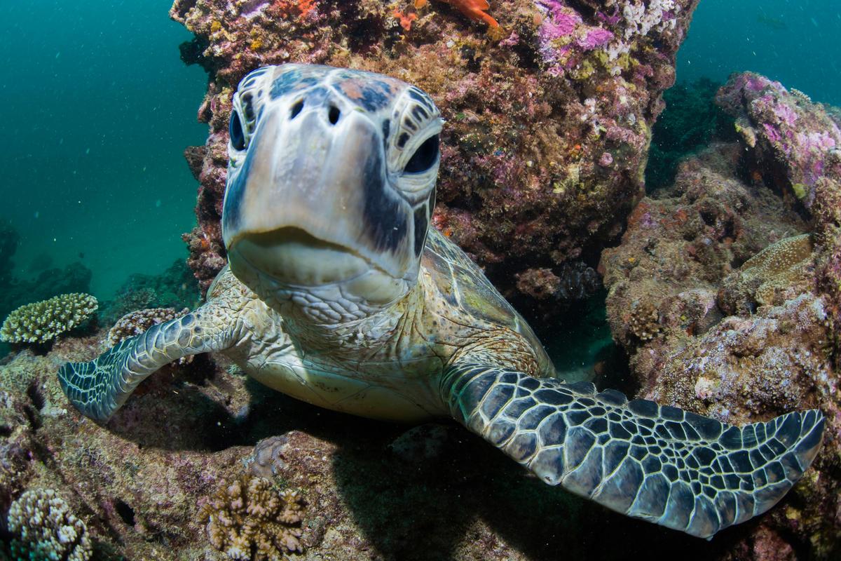 Snorkelling Tours