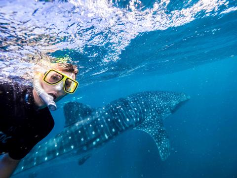 Deluxe Whale Shark Swim Tours