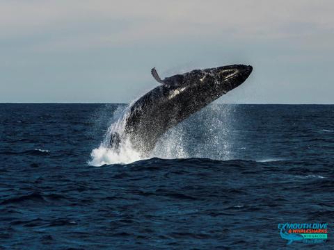 Humpback Whale and Wildlife Tour