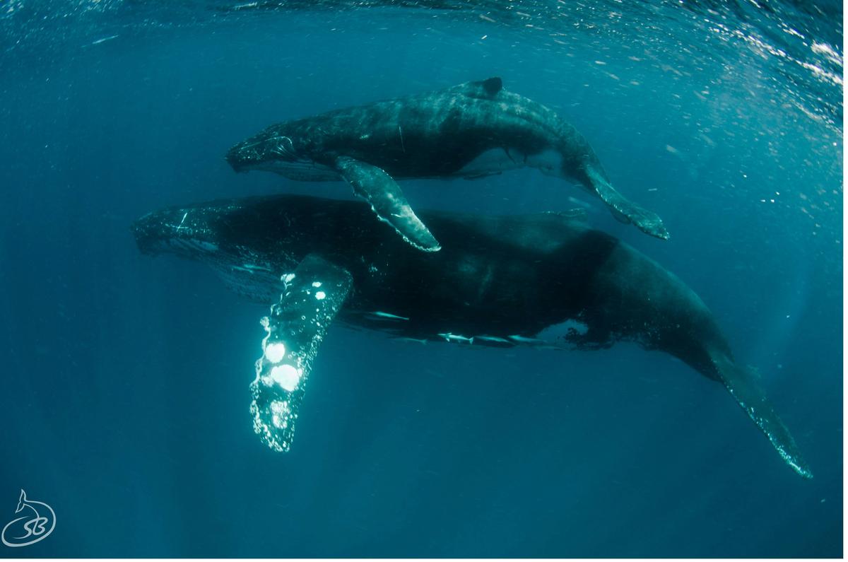 Humpback Whale and Wildlife Tour