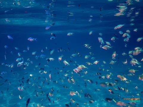 Snorkelling Tours
