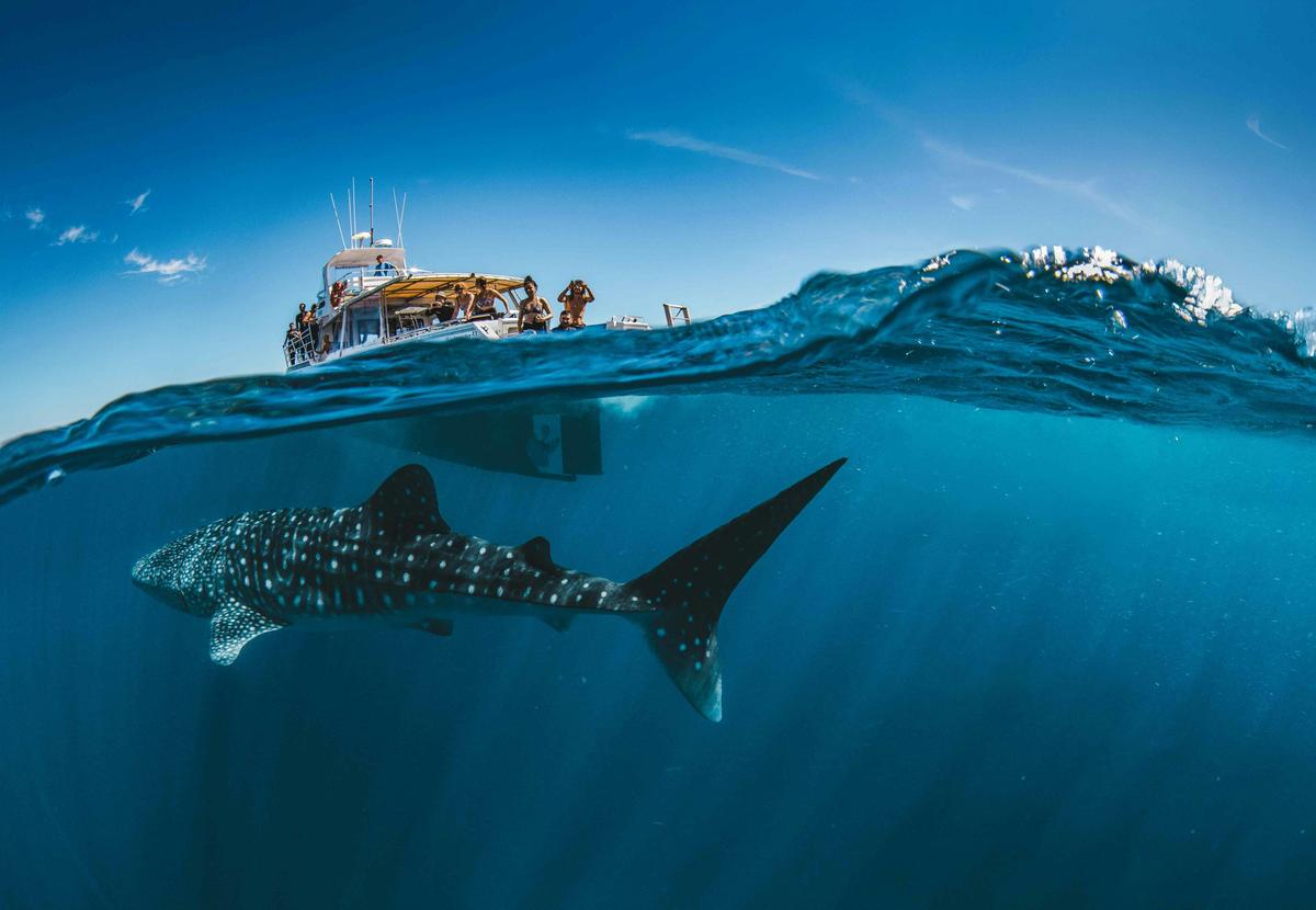 Deluxe Whale Shark Swim Tours