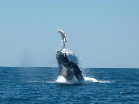 Sunset Whale Watching Tours