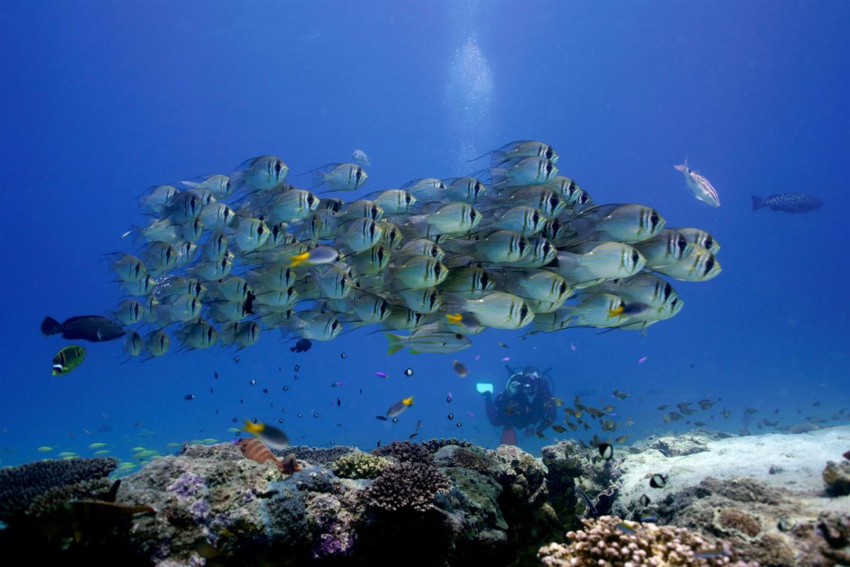Scuba Diving Tours