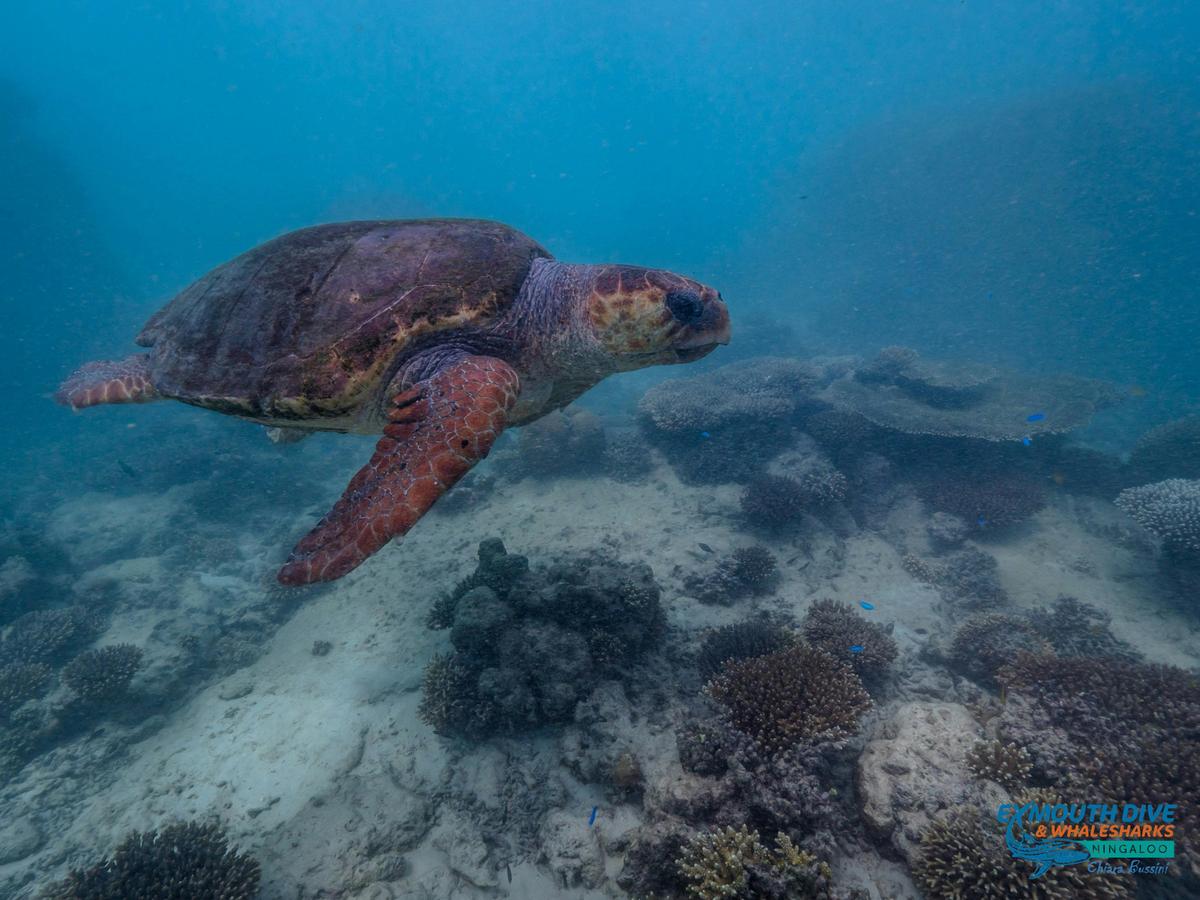 Scuba Diving Tours