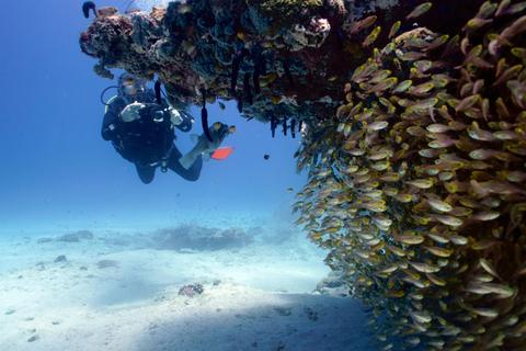 Scuba Diving Tours