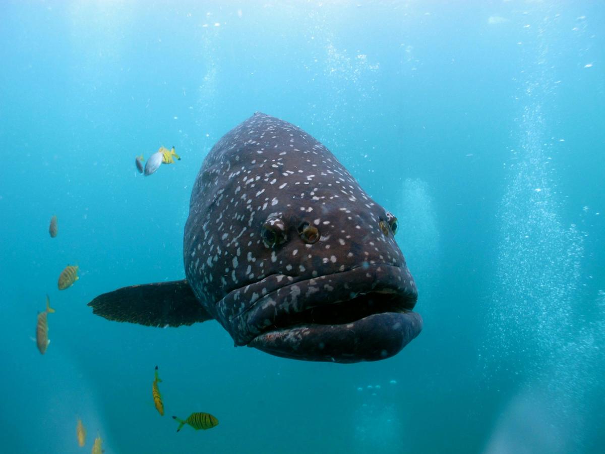 Scuba Diving Tours