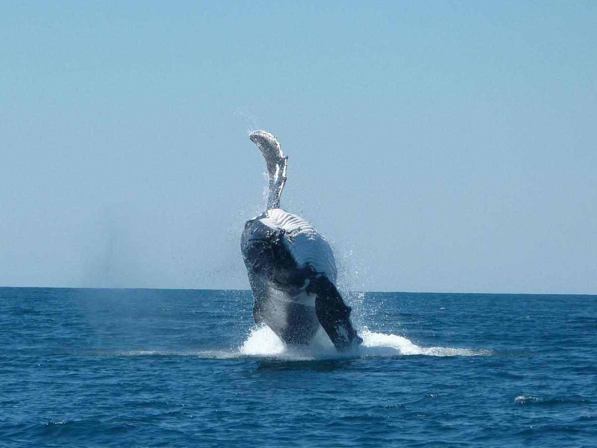 A humpback experience at the Ningaloo Reef