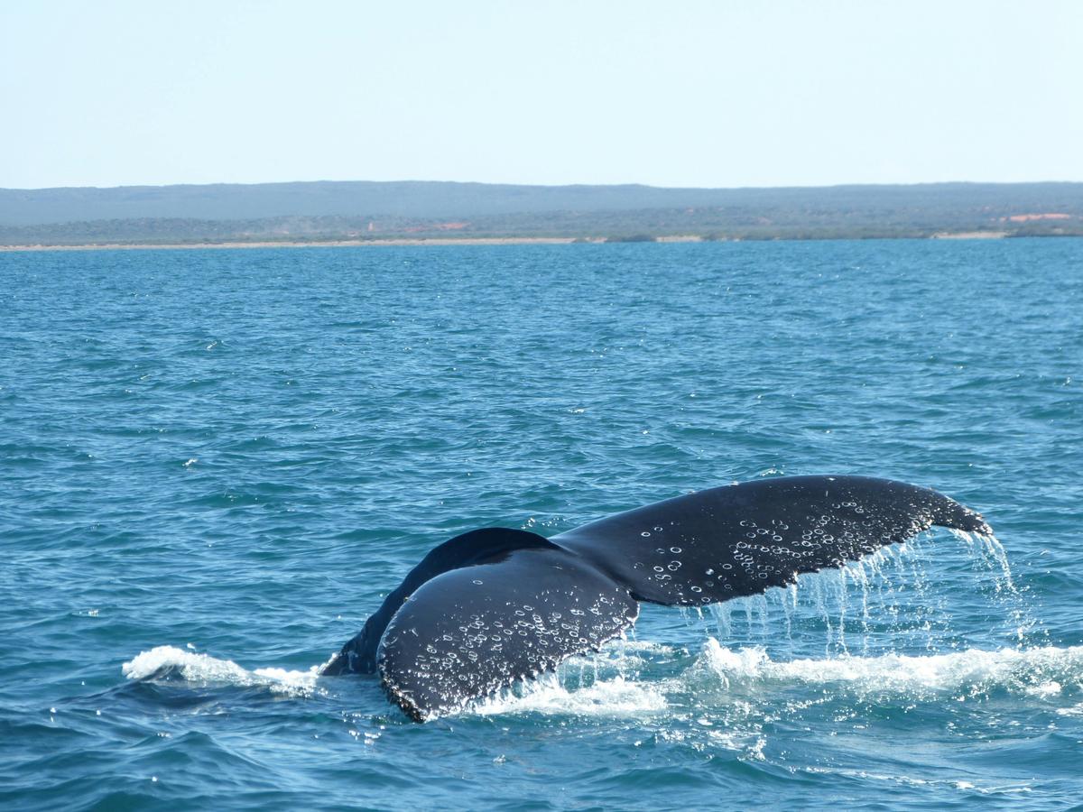 Sunset Whale Watching Tours