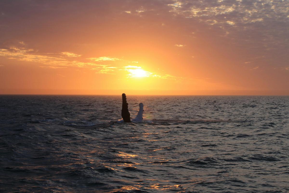 Sunset Whale Watching Tours