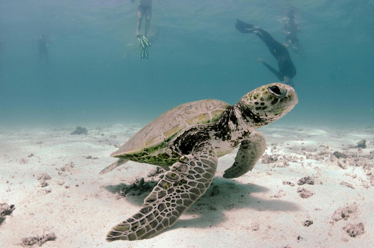 The turtles that call the Ningaloo Reef home