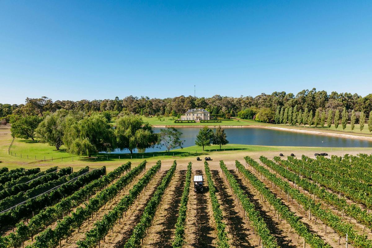 Tour our vineyard in Spring & Summer in a solar powered buggy with wines & platter amongst the vines