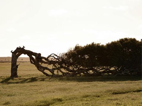 Greenough Leaning Trees