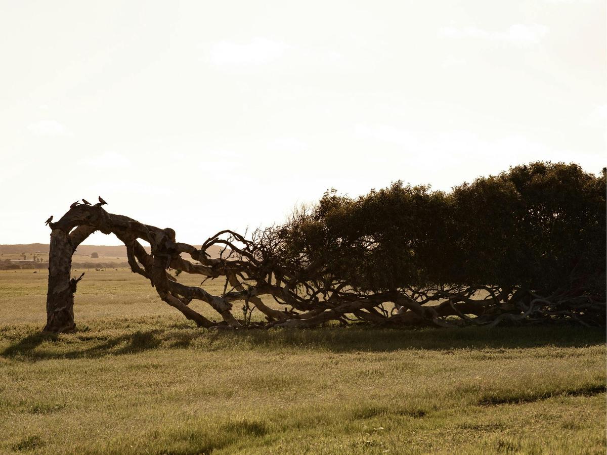 Greenough Leaning tree