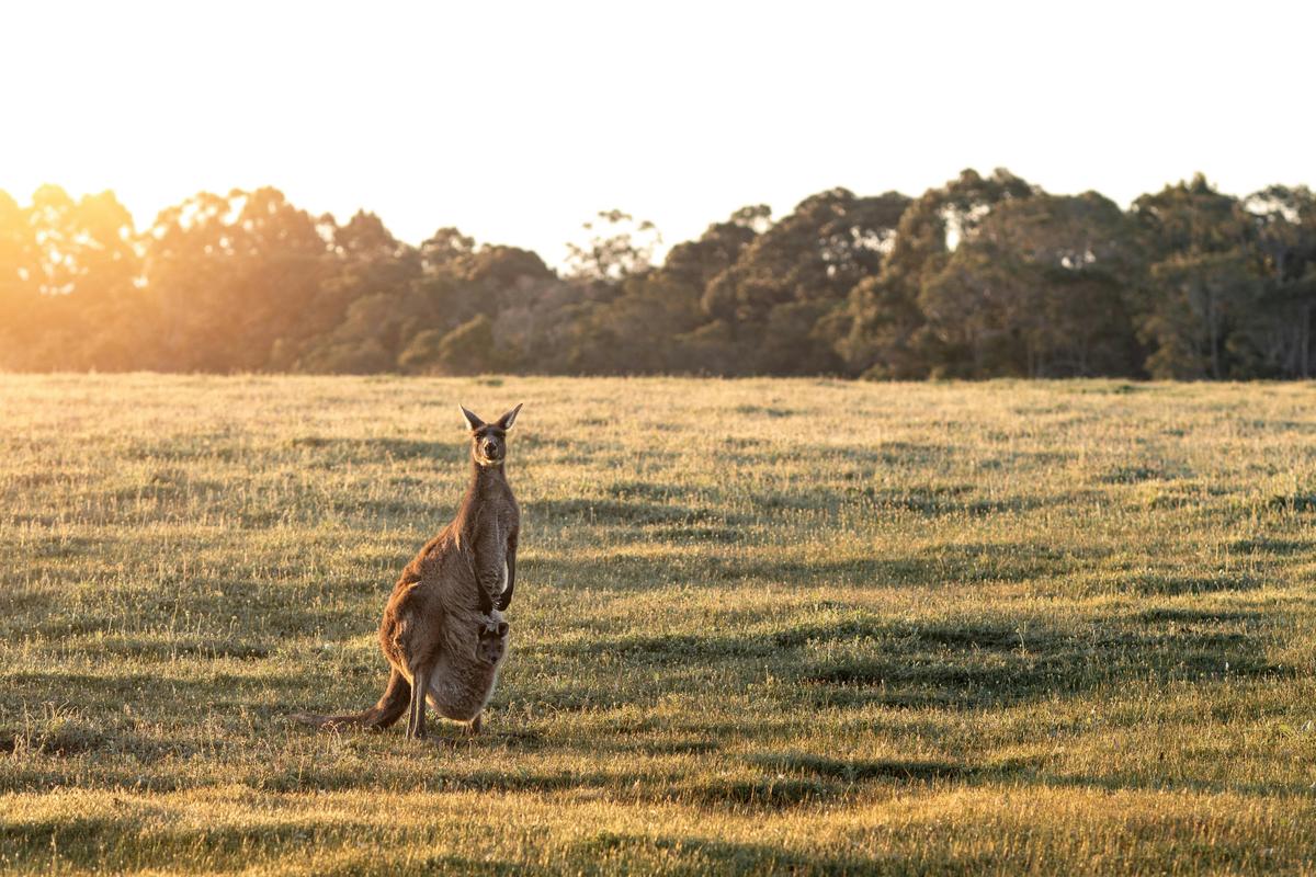 Kangaroos are plentiful at Forest Rise