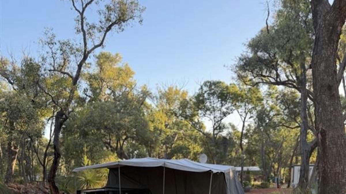 Evergreen Bush Stayz