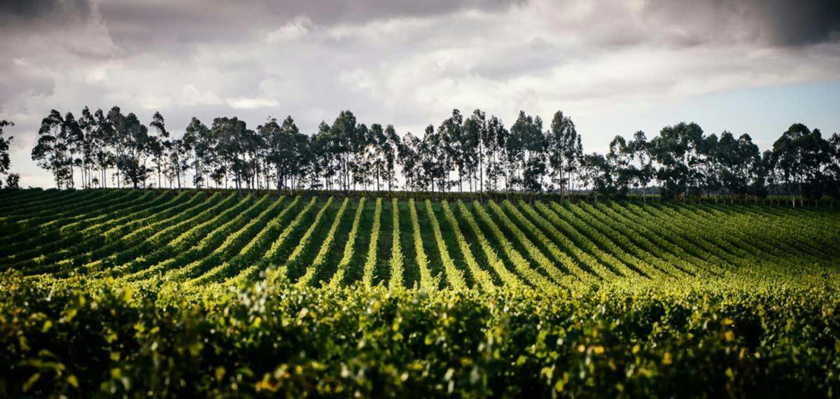 Margaret River vineyard