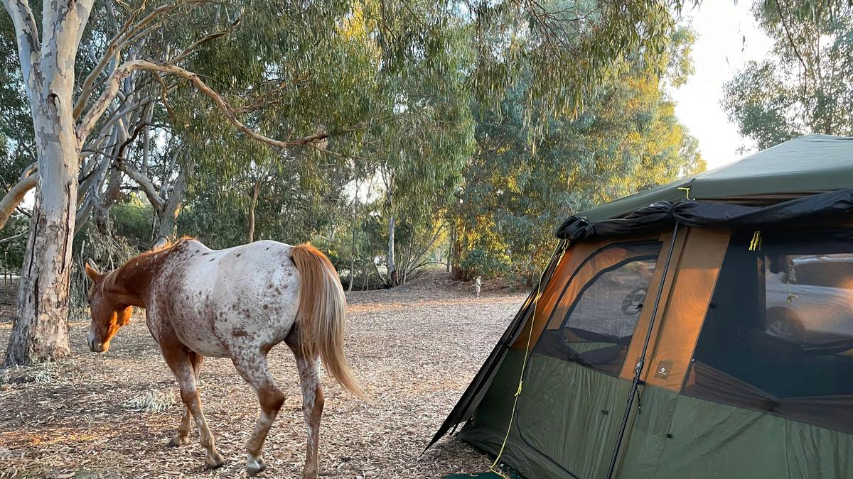 Everything Horses