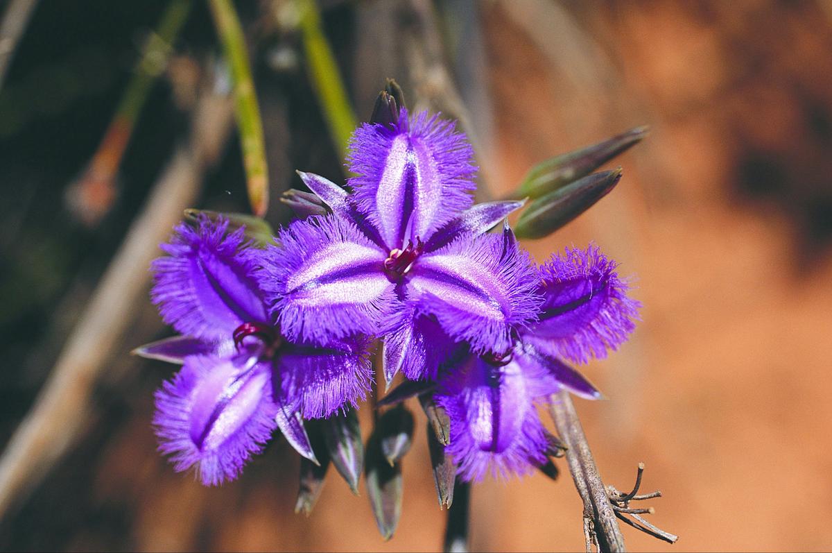 Guilderton, Western Australia
