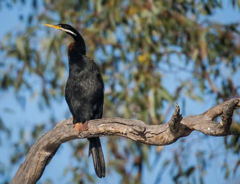 Greenough River Nature Trail