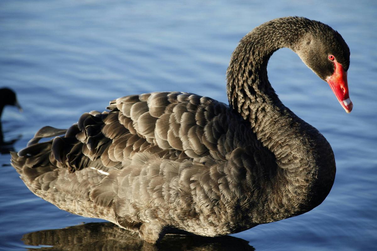Black Swan Lake Monger