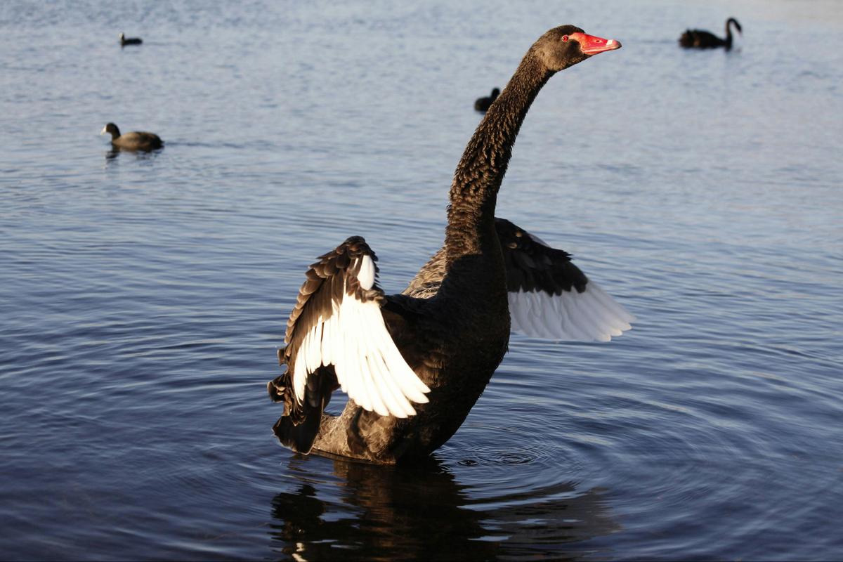 Black Swan at Lake Monger Perth