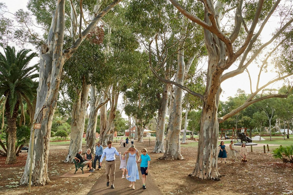 Sugar Gums Stirling Square