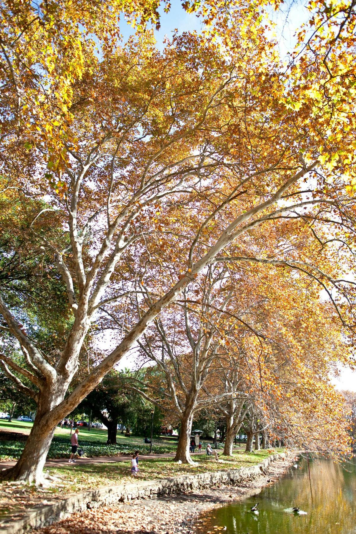 Hyde Park