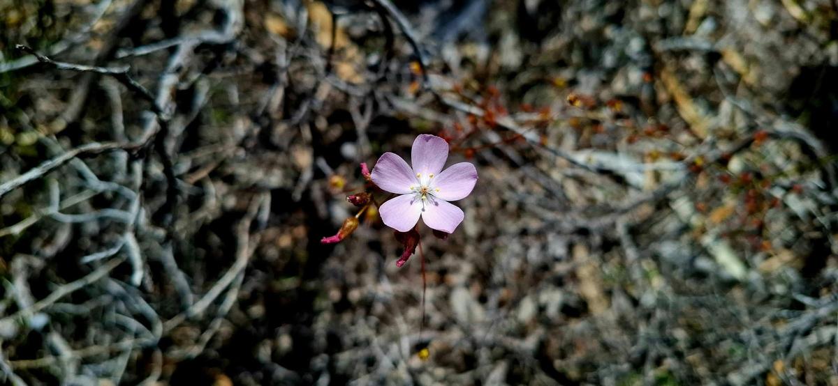 Sundew, Biodiversity Walk