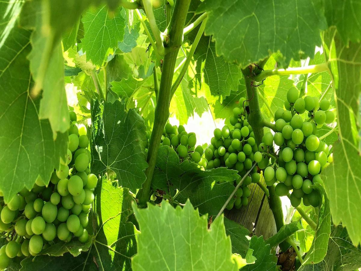 Jarrah Ridge Estate Grown Grapes
