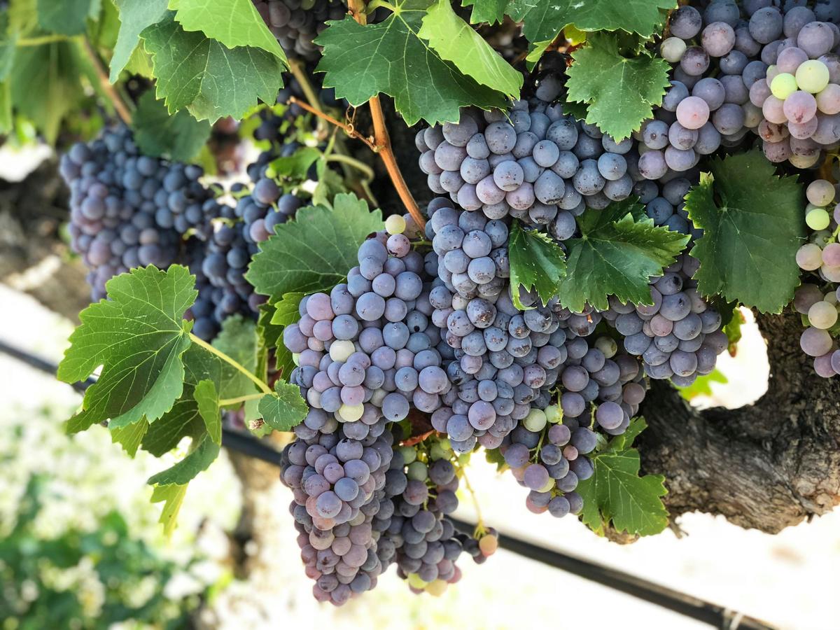 Jarrah Ridge Shiraz Grapes